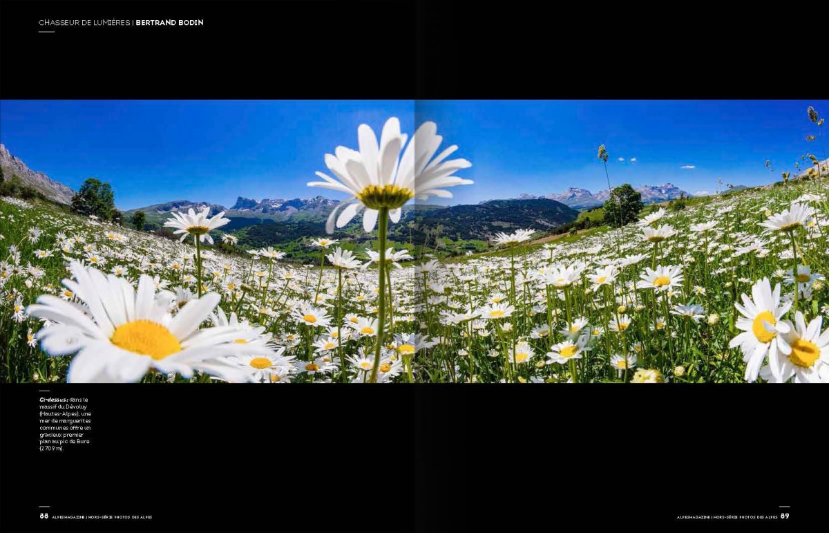 Marguerites dans le Dévoluy