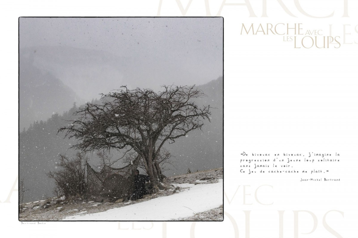 Marche avec les loups, exposition photographique de Bertrand Bodin, Jean-Michel Bertrand à l'affut