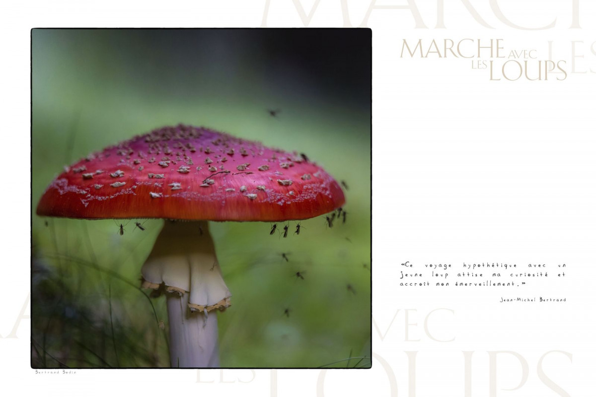 Marche avec les loups, exposition photographique de Bertrand Bodin, amanite
