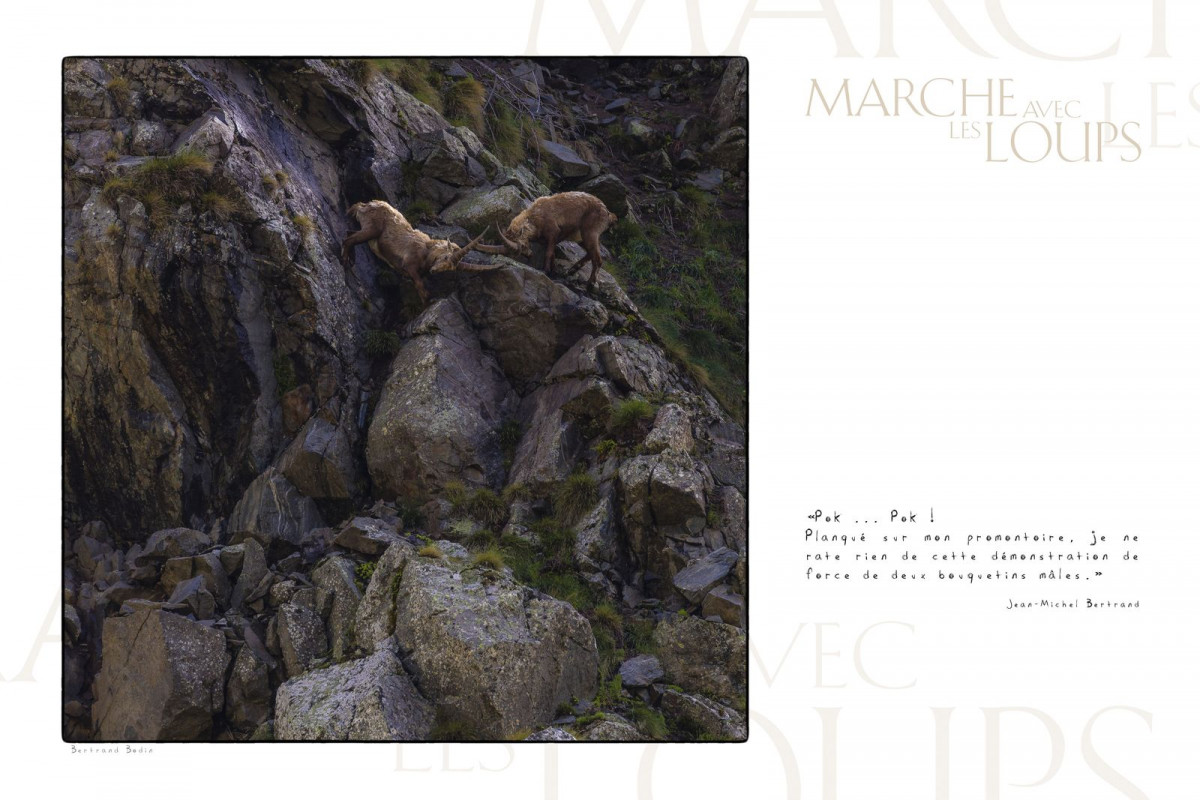 Marche avec les loups, exposition photographique de Bertrand Bodin, bouquetin
