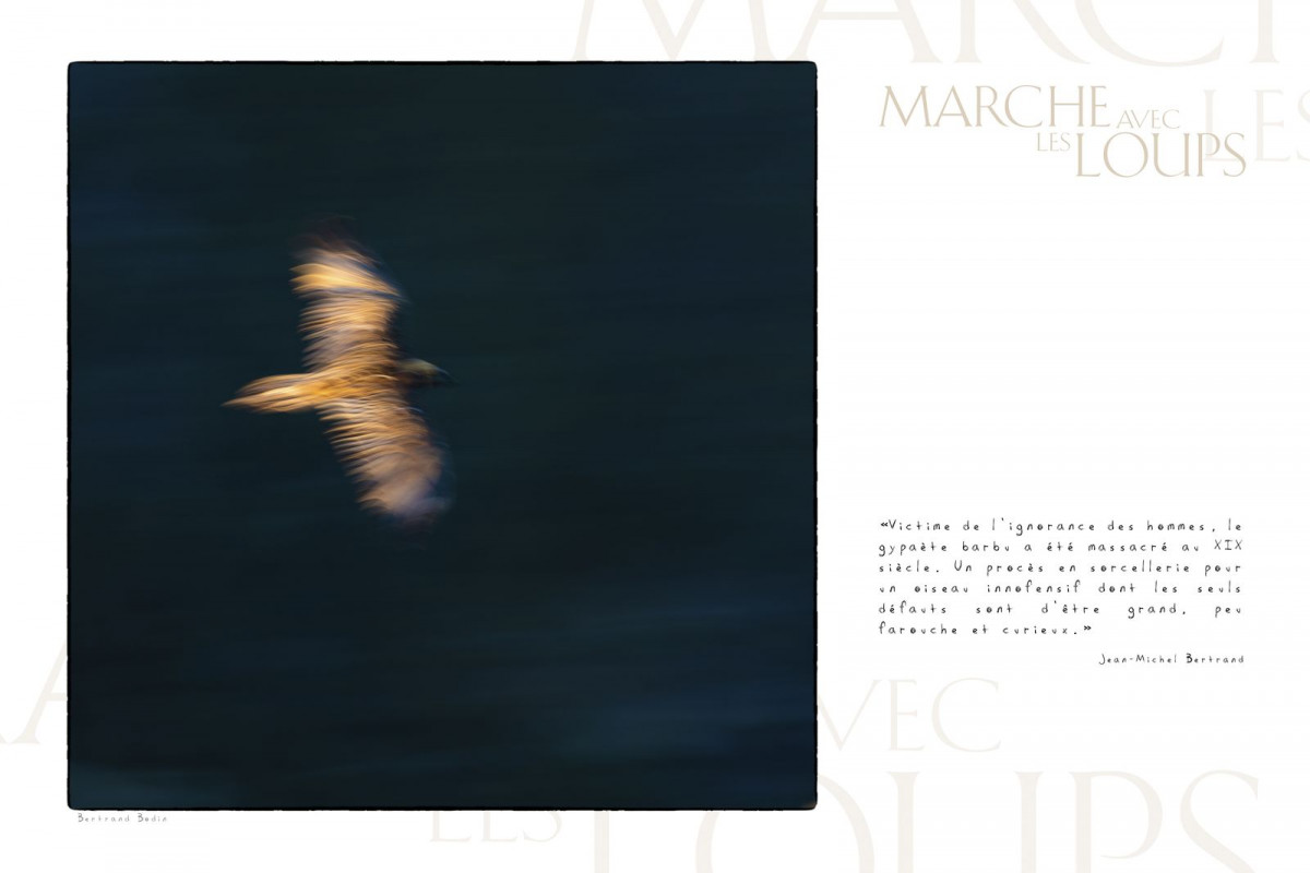 Marche avec les loups, exposition photographique de Bertrand Bodin, gypaète barbu