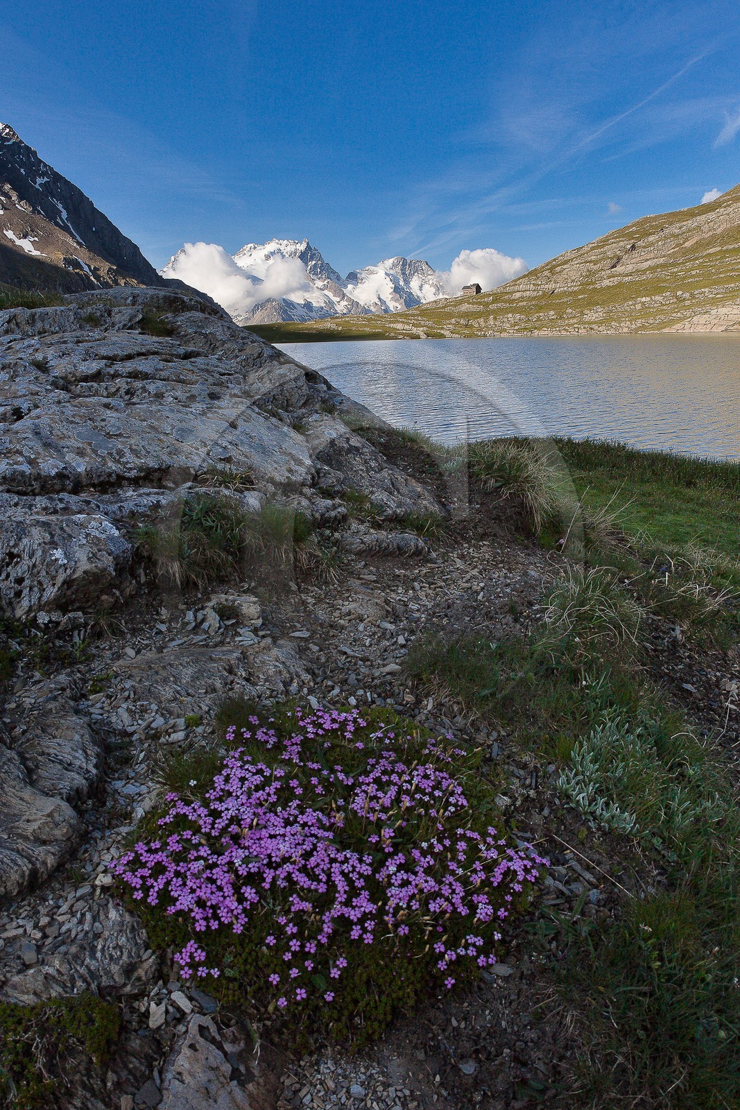 Silène acaule (silene acaulis) au Lac du Goléon
