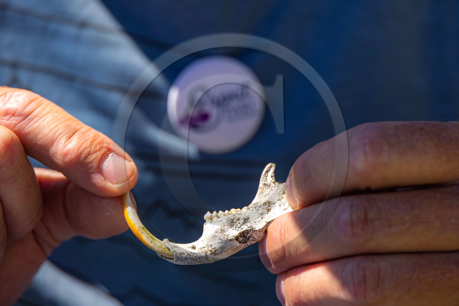 Machoire de marmotte