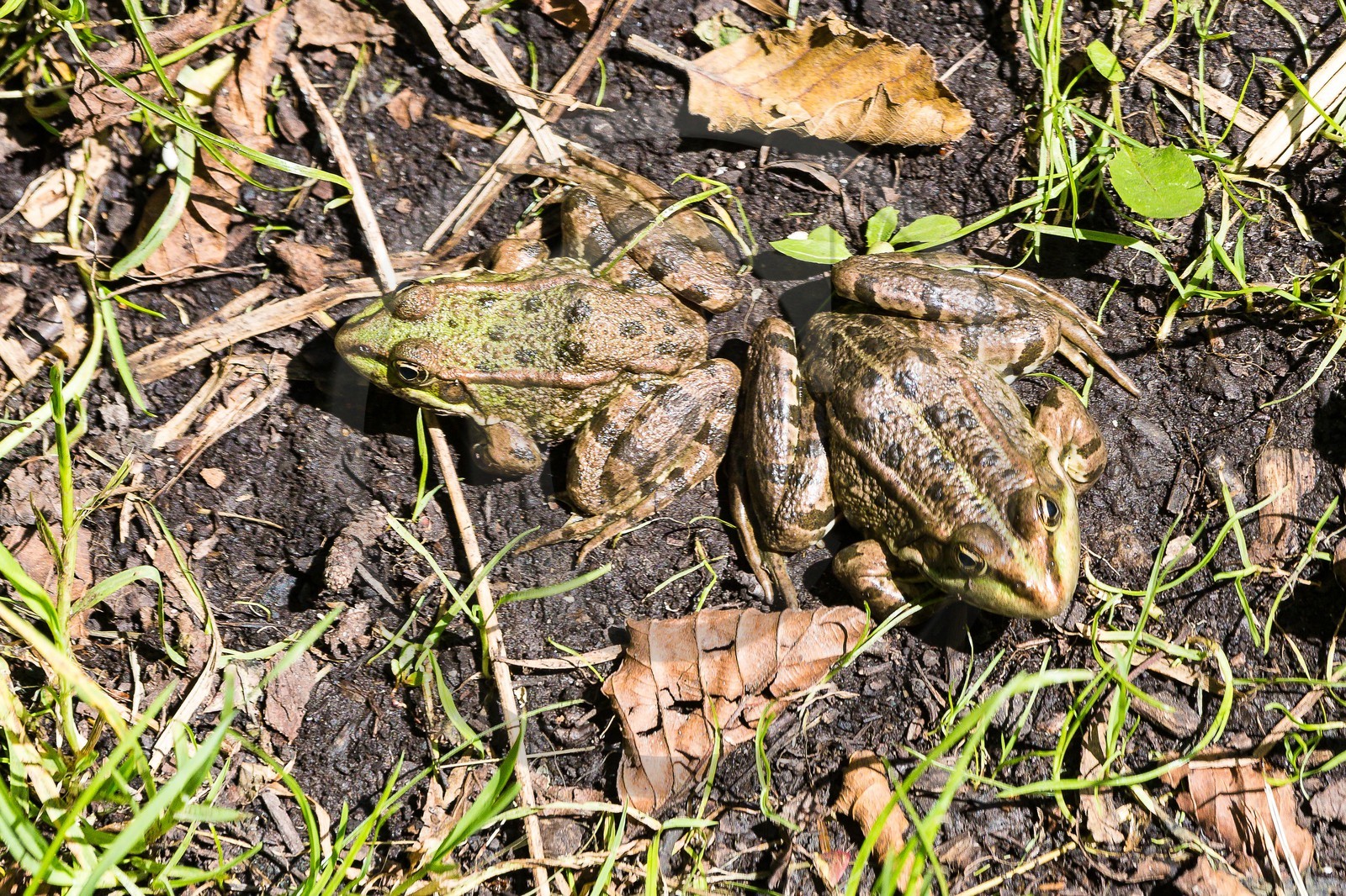 ENS de l'Isère, Marais de Chirens