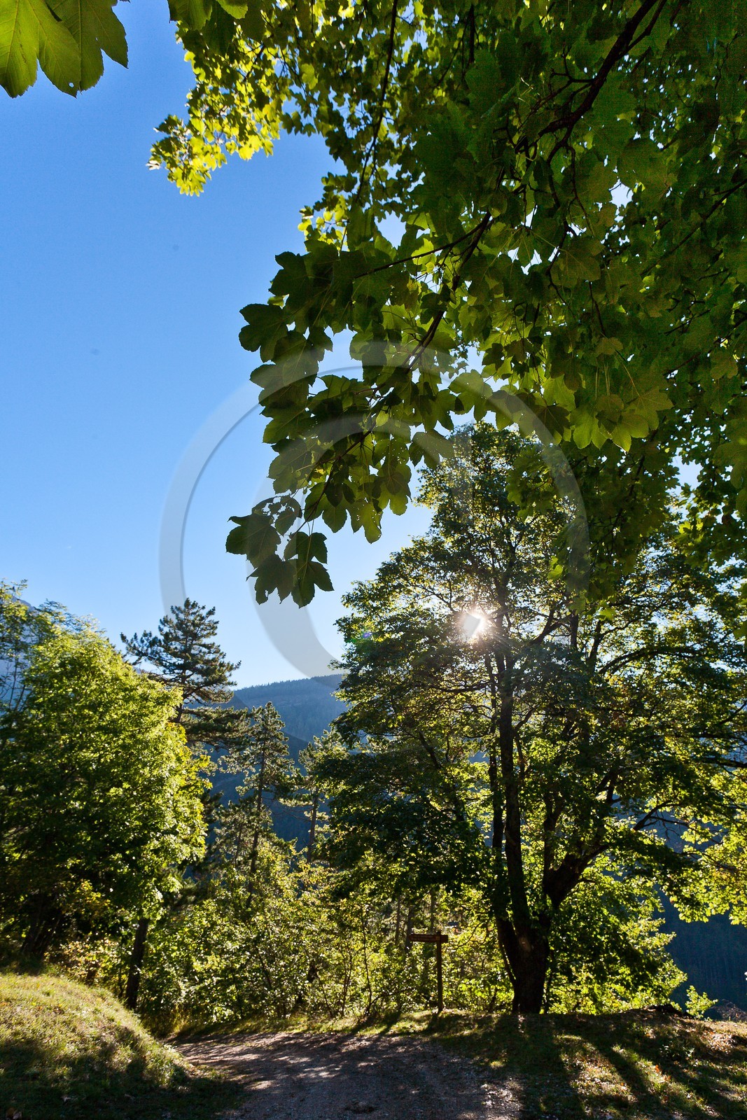 Forêt domaniale des Sauvas