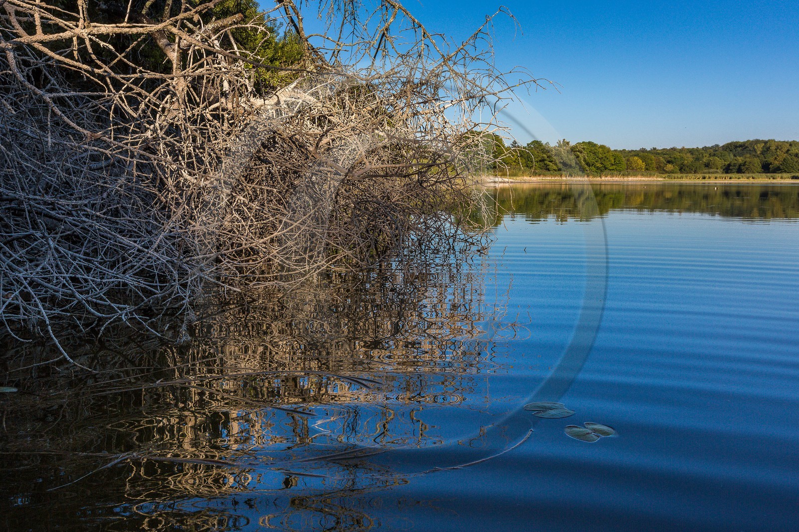 ENS de l'Isère, étang de Montjoux