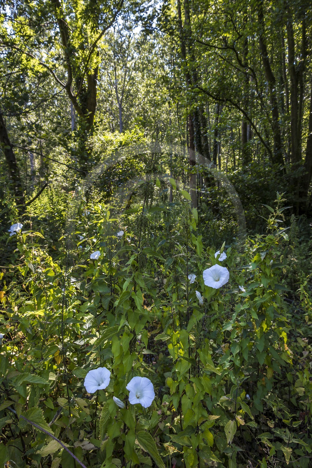 ENS de l'Isère, Prairies inondables de Pont-Évêque