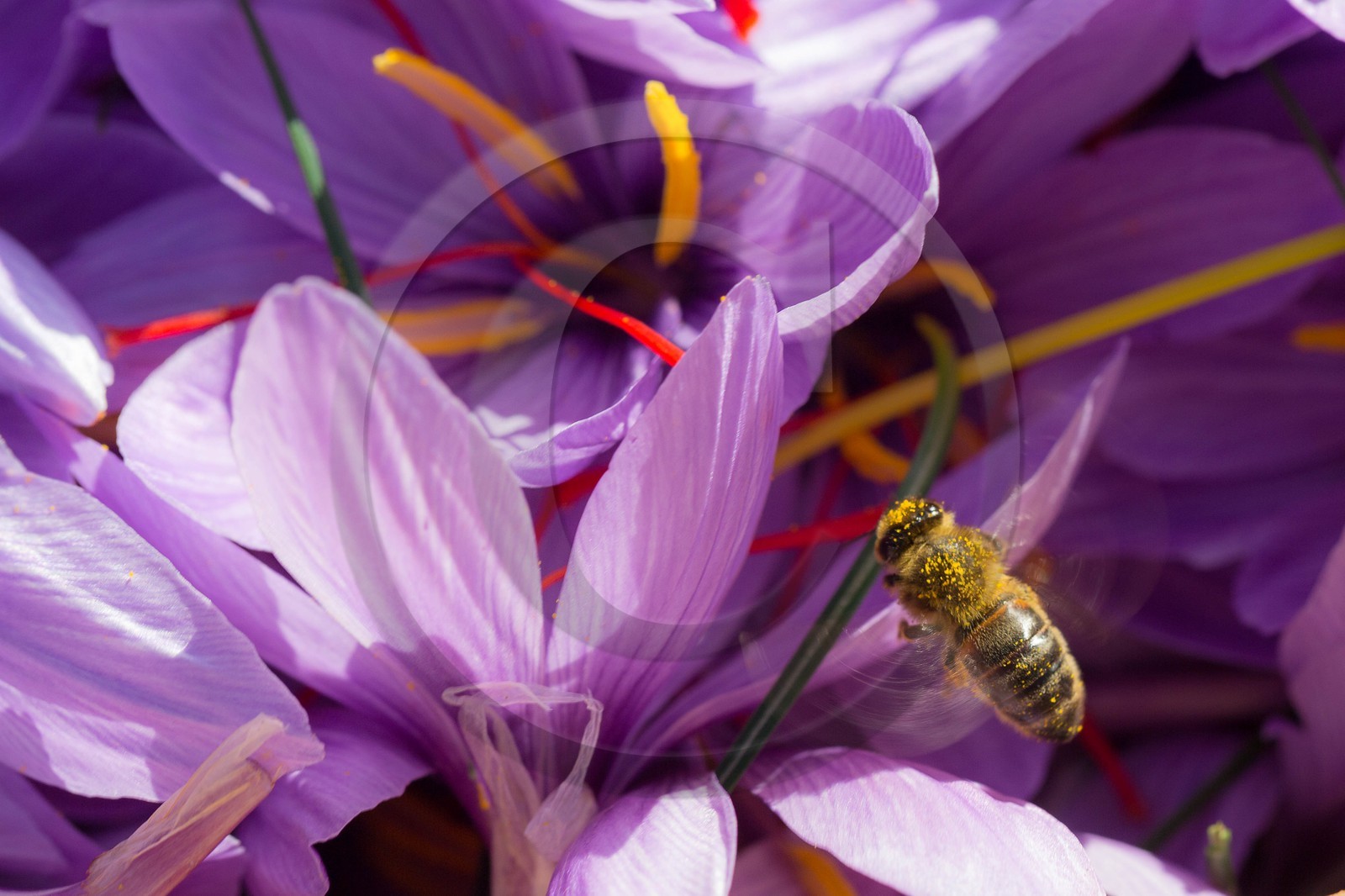 safran, le crocus sativus et abeille 