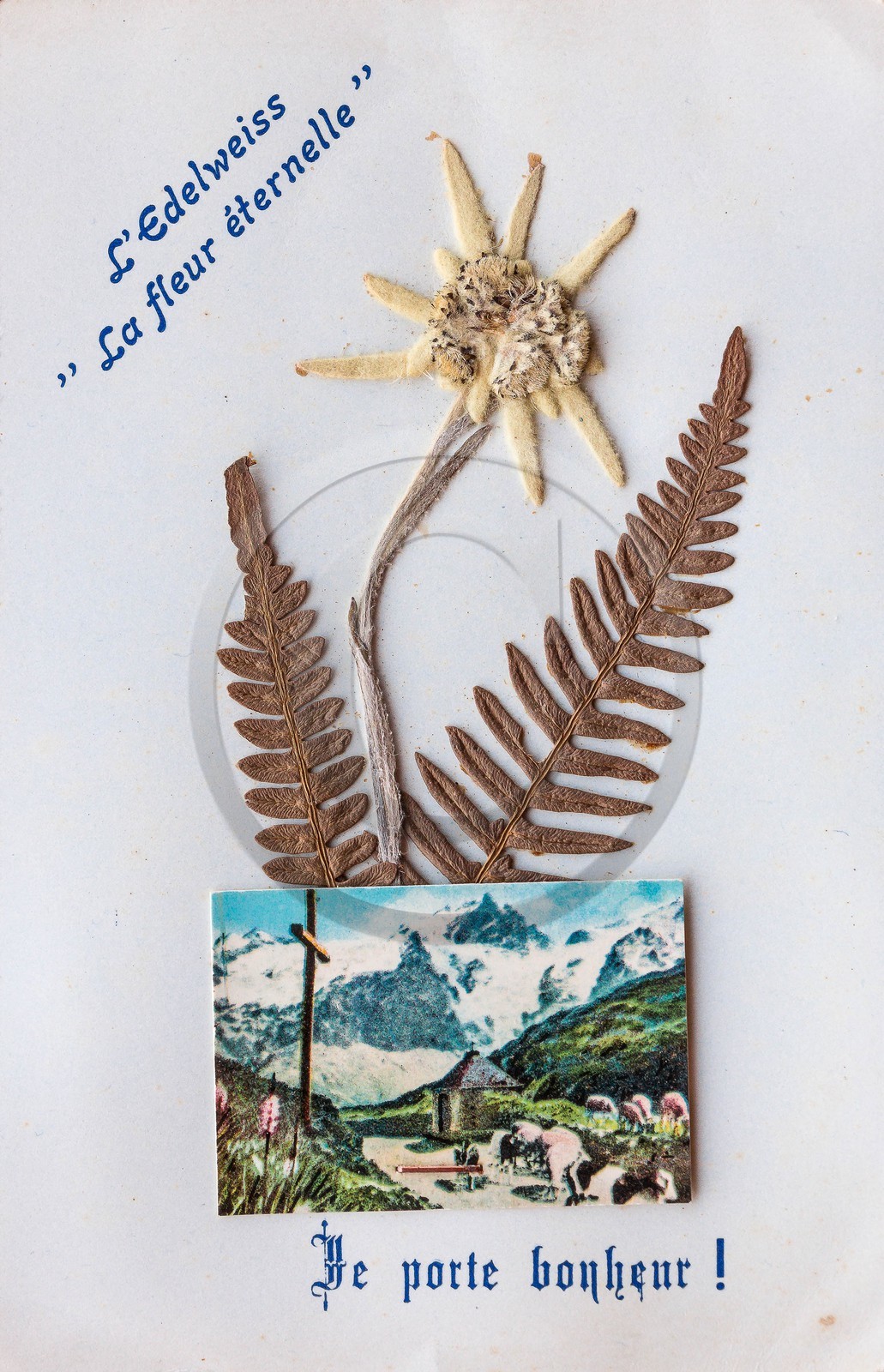 Carte postale ancienne edelweiss