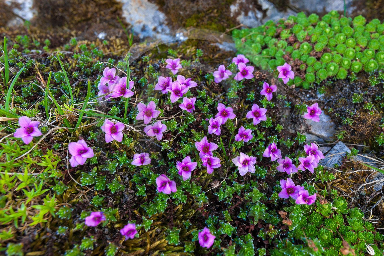Saxifrage à feuilles opposées