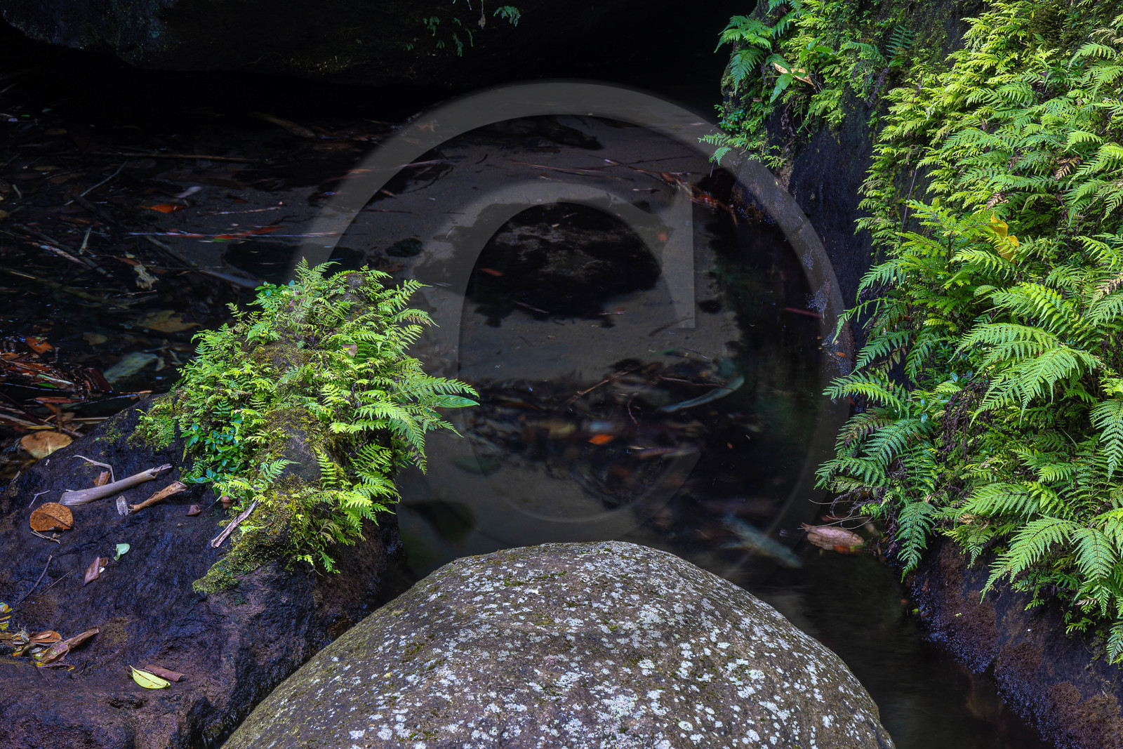 Forêt tropicale, Parc national de la Guadeloupe