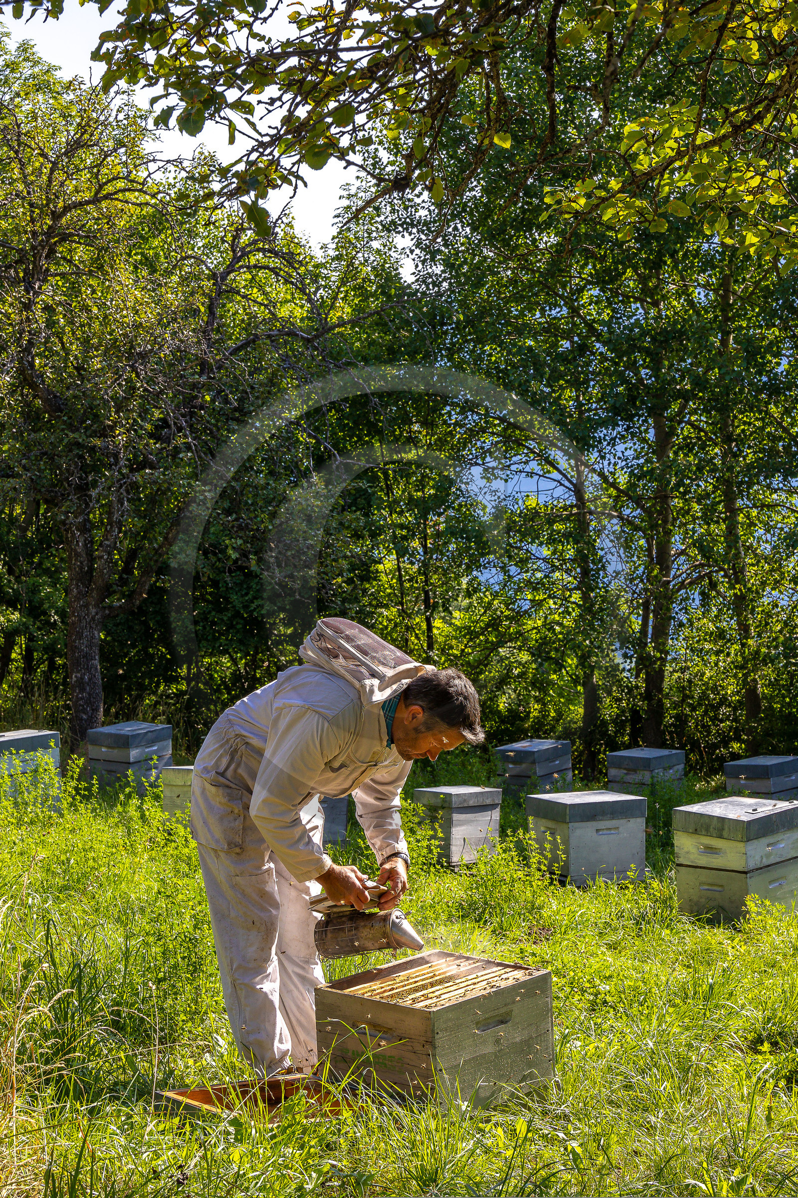 Jean-Jacques Daubert - Apiculteur