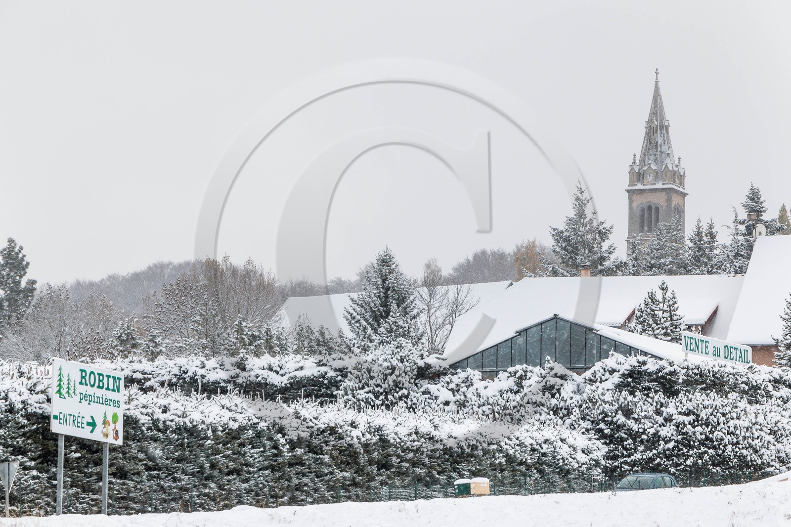 Pépinière Robin, producteur de sapin de Noël