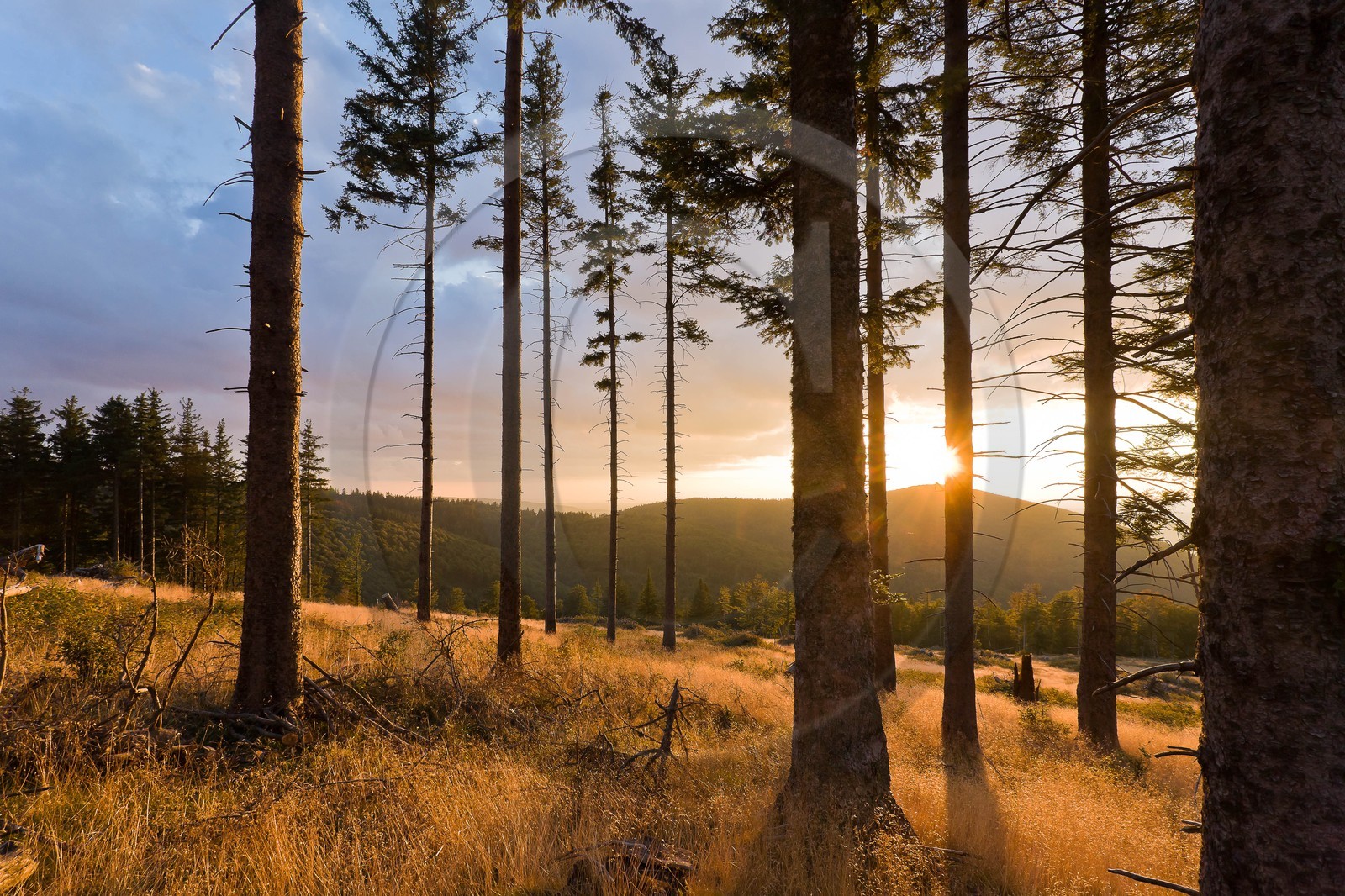 Parc national des Cévennes, forêt du Mont Aigoual