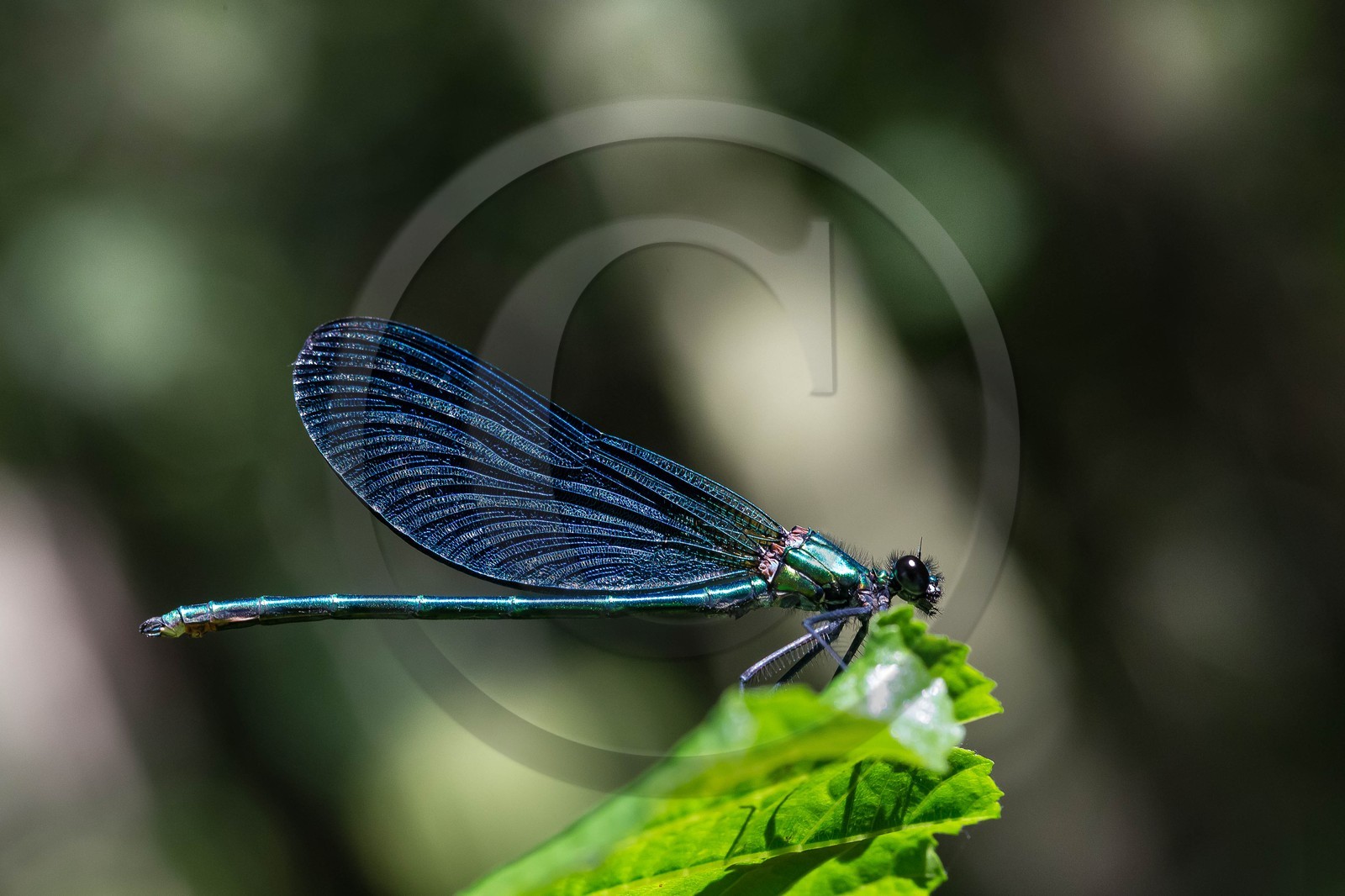 ENS de l'Isère, étang de Cote Manin