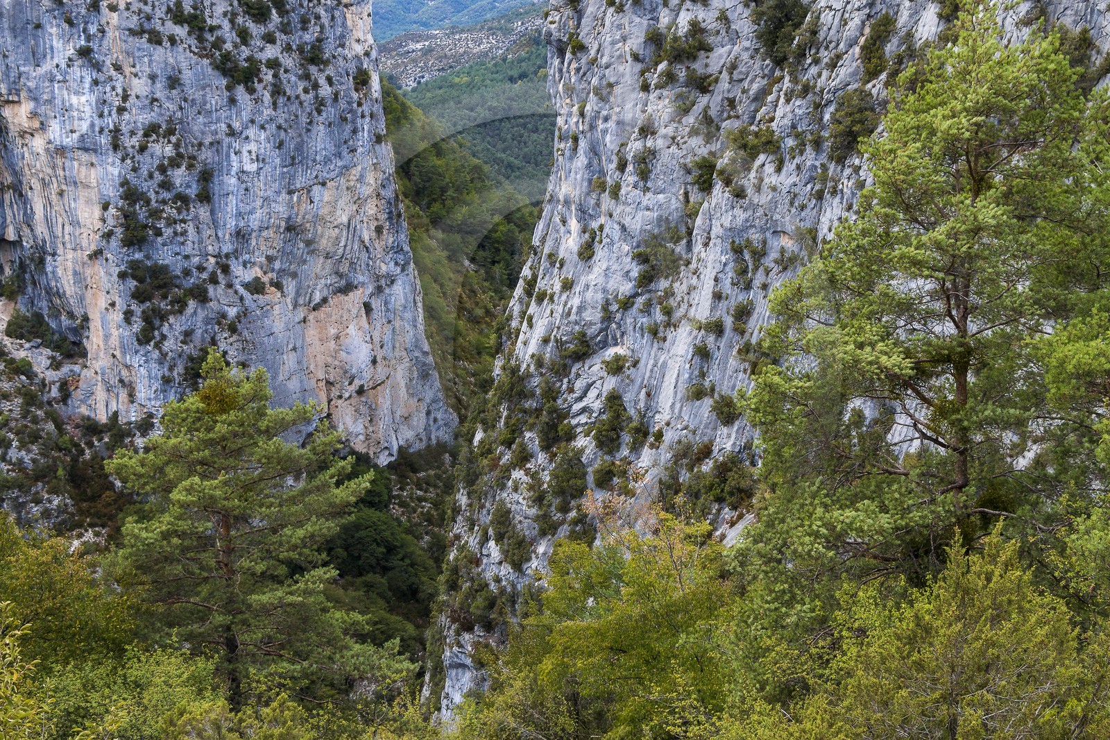 Sigale, clue du Riolan