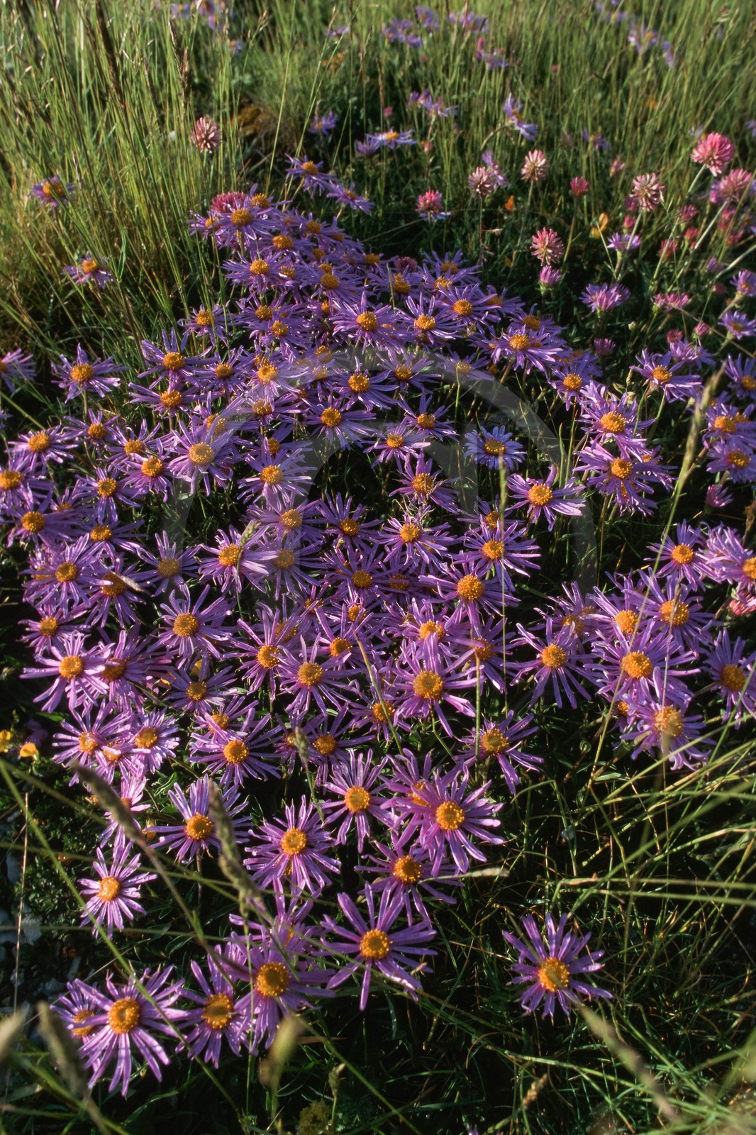 Aster des Alpes, Aster alpinus