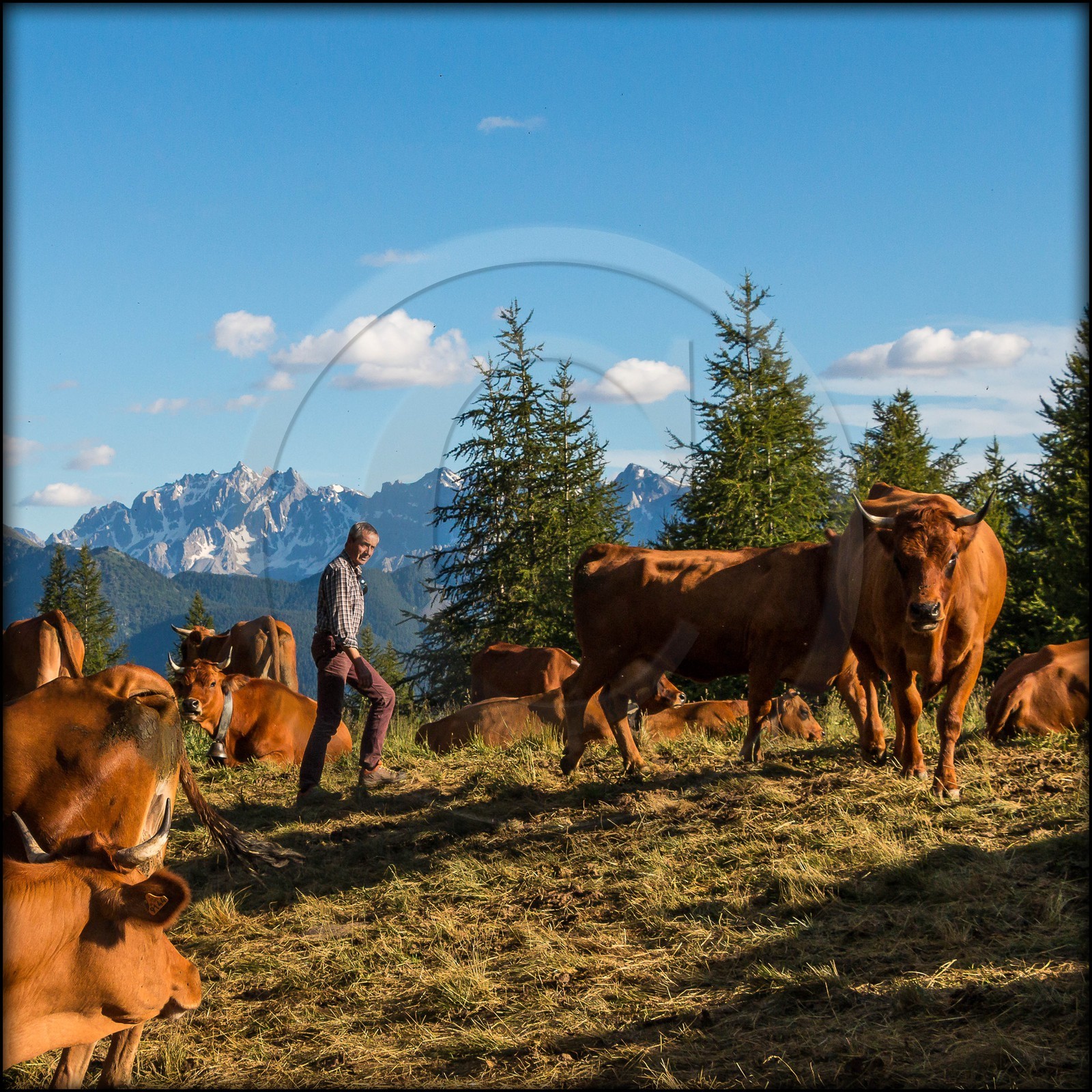 Arvieux, Christian Blanc éleveur de tarines