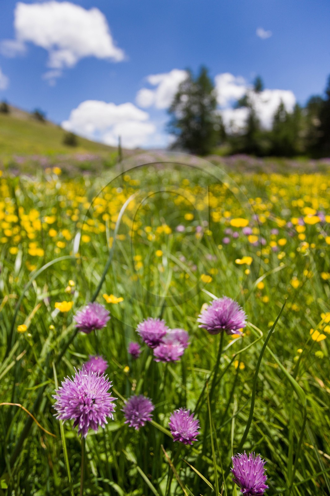 Ciboulette, Allium schoenoprasum