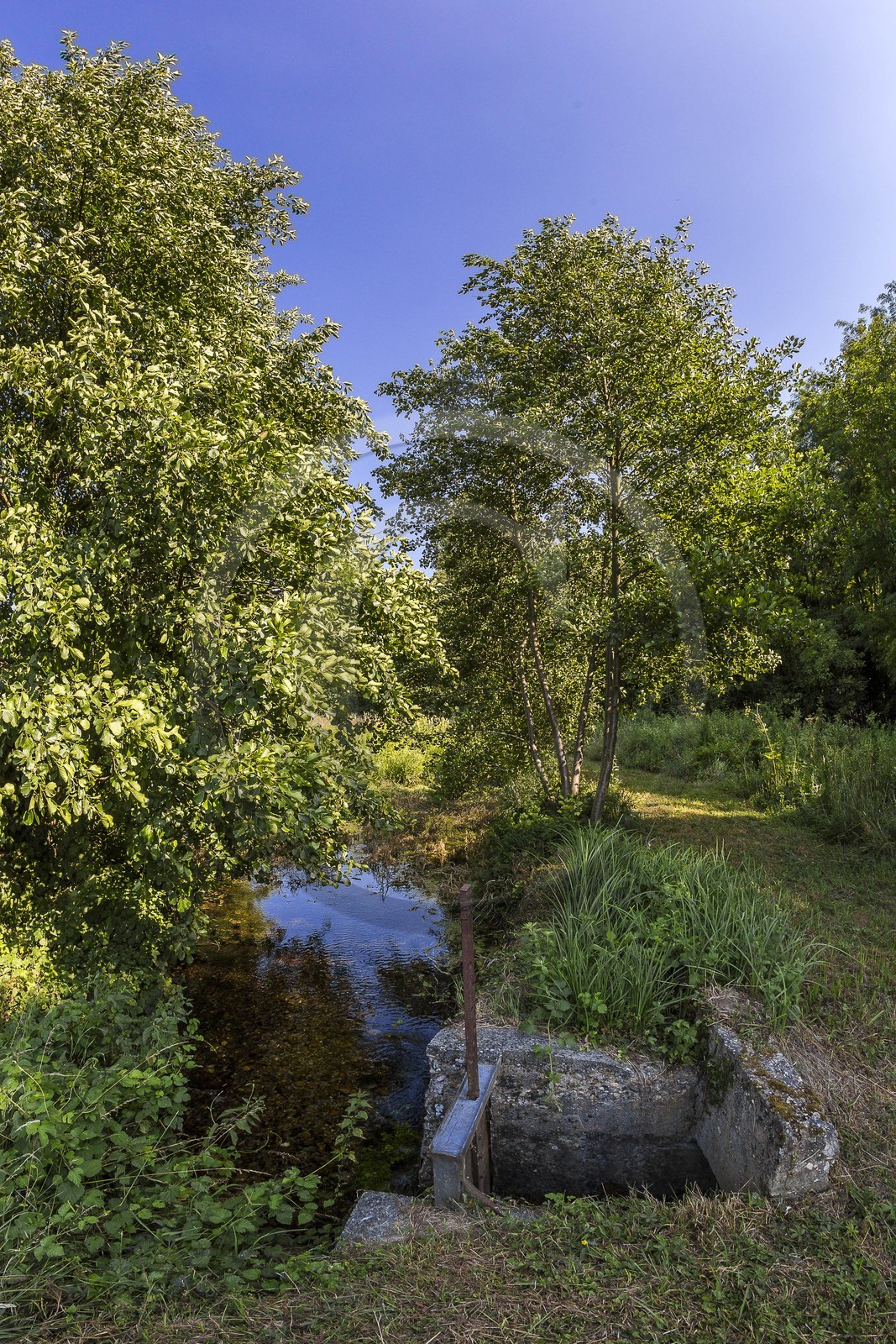 ENS de l'Isère, Zone humide de la Merlière