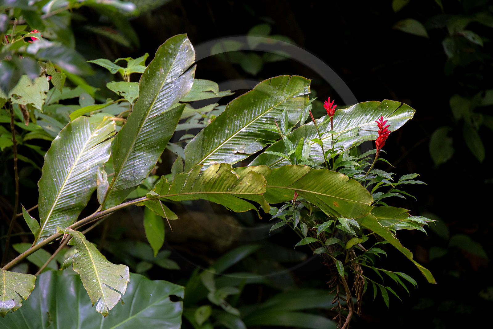 Forêt tropicale, Parc national de la Guadeloupe