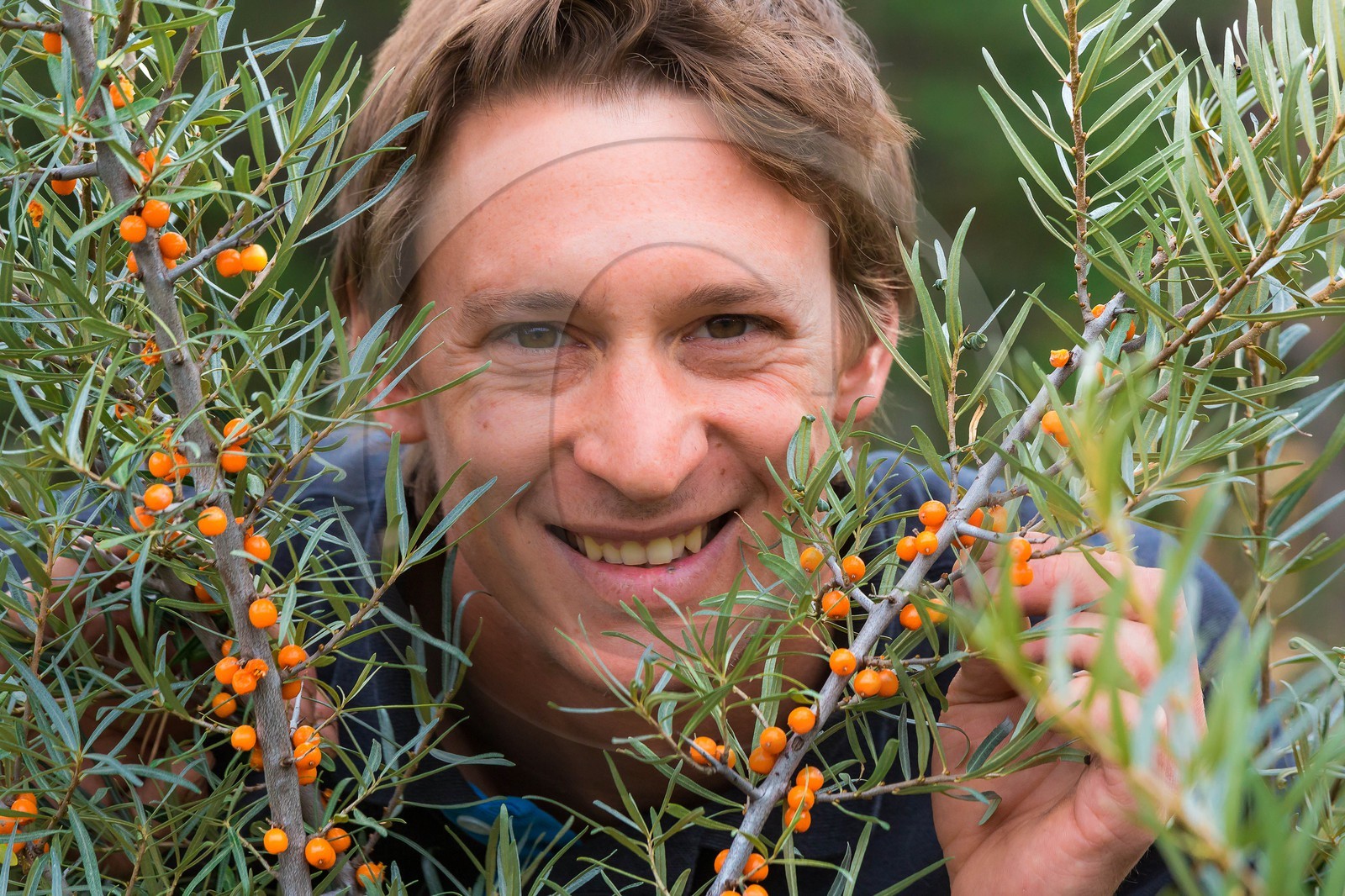 David Viveau agriculteur, producteur de baies d'argousier