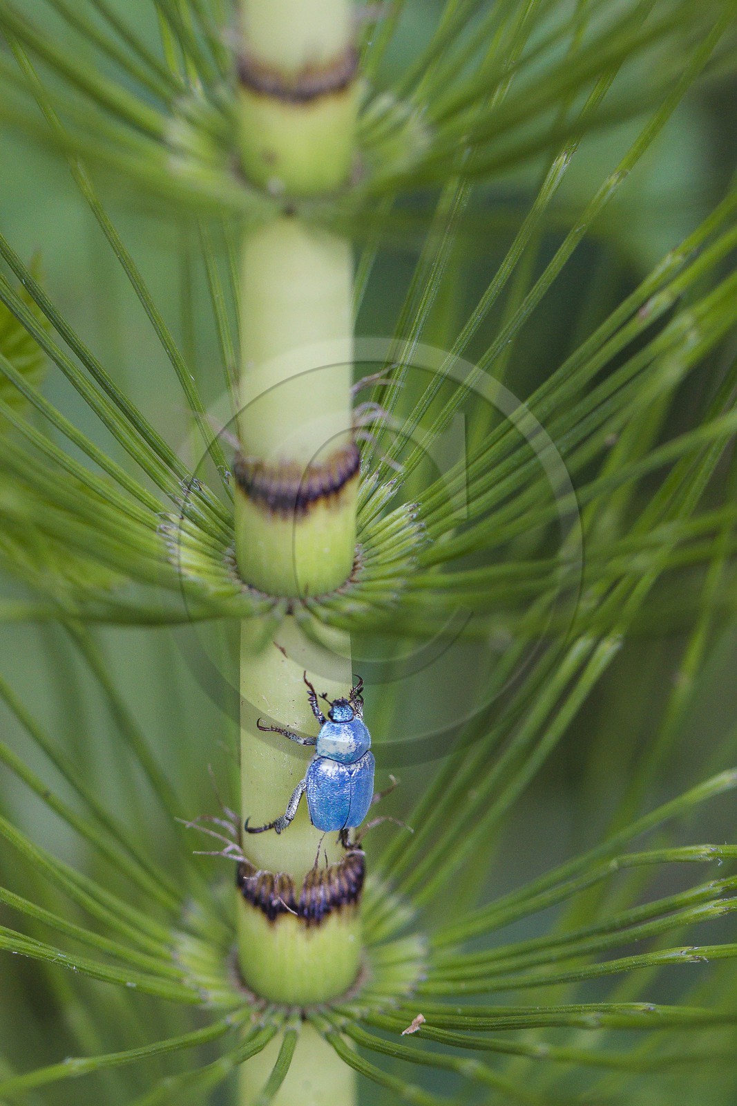ENS de l'Isère, Prairies inondables de Pont-Évêque