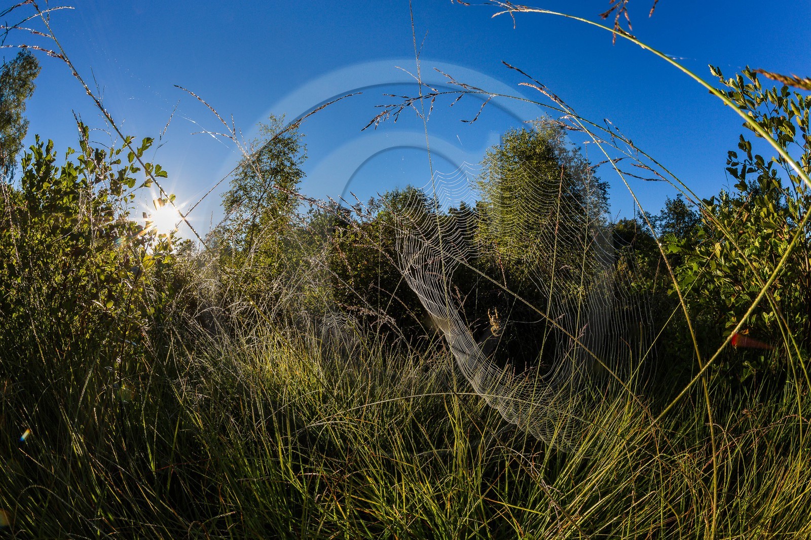 ENS de l'Isère, Tourbière des Planchettes