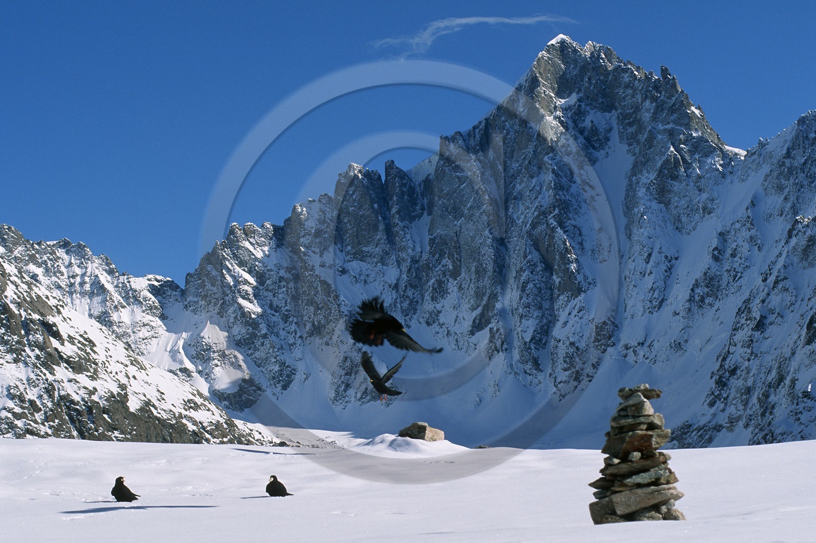 Barre des Ecrins, Chocard à bec jaune, Pyrrhocorax graculus