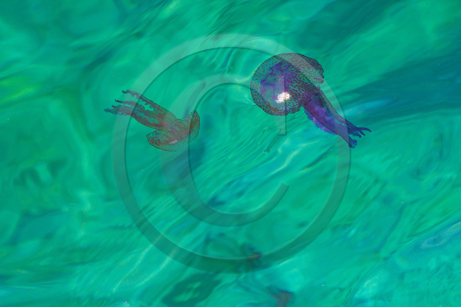 Parc national de Port-Cros, Bateau Aquascope : grâce à la coque transparentedu bateau, visite des fonds sous marins