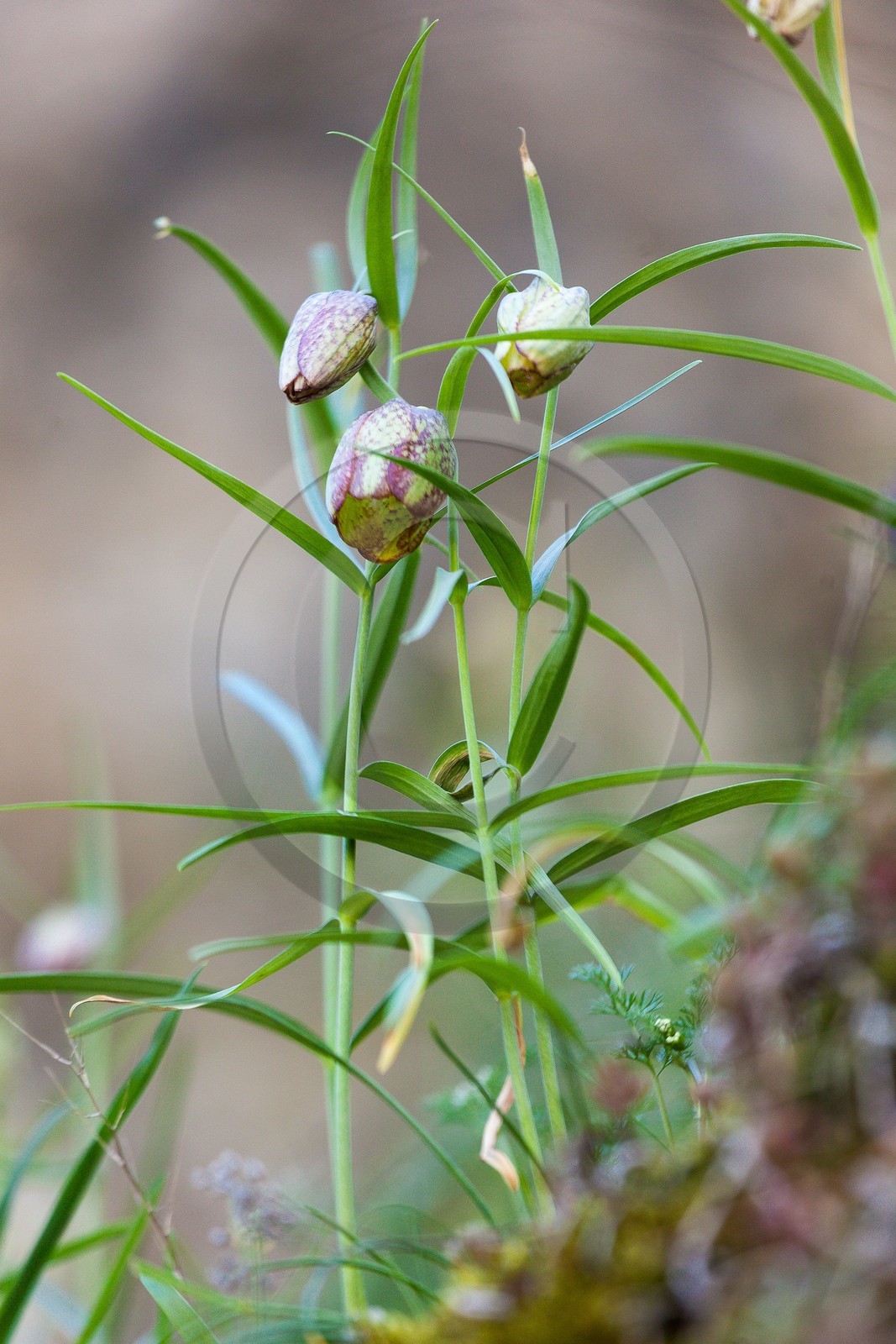Fritillaire à involucre, Fritillaria involucrata