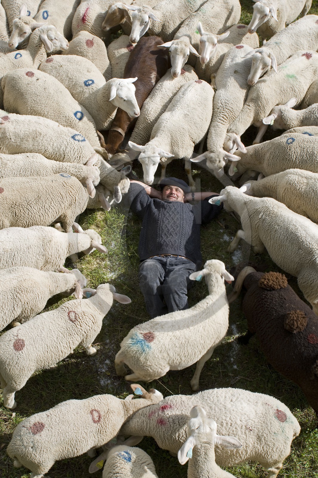 Pierre Barban, berger