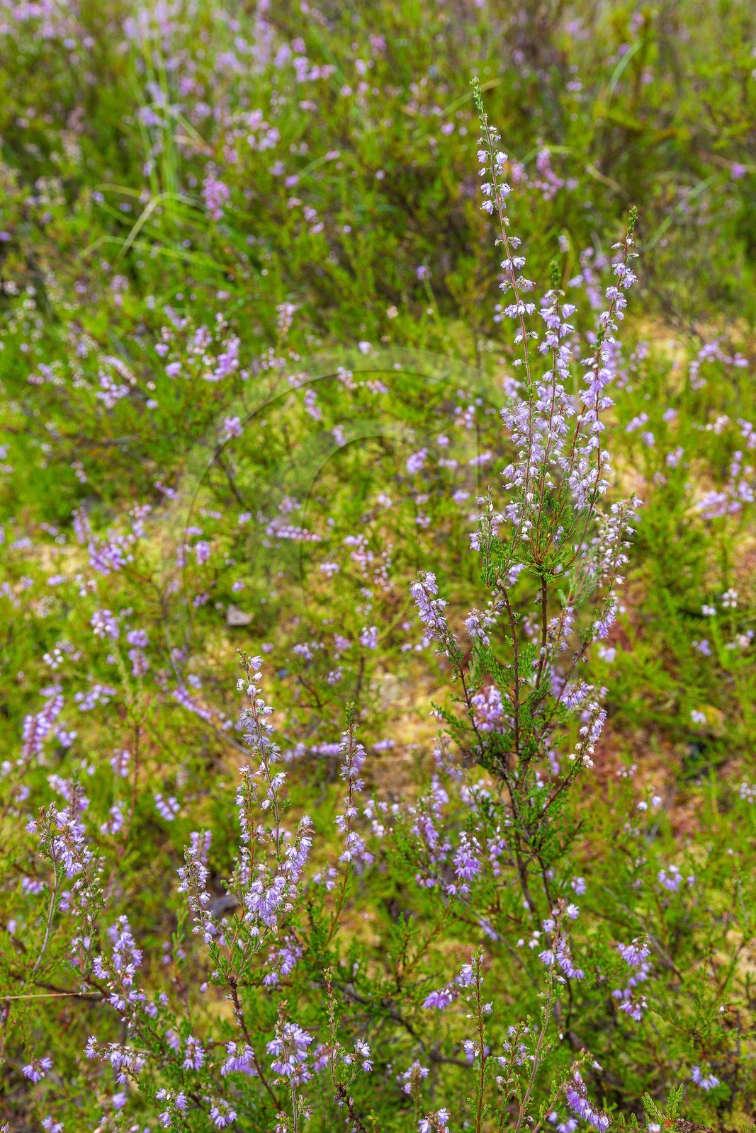 ENS de l'Isère, Tourbière des Planchettes