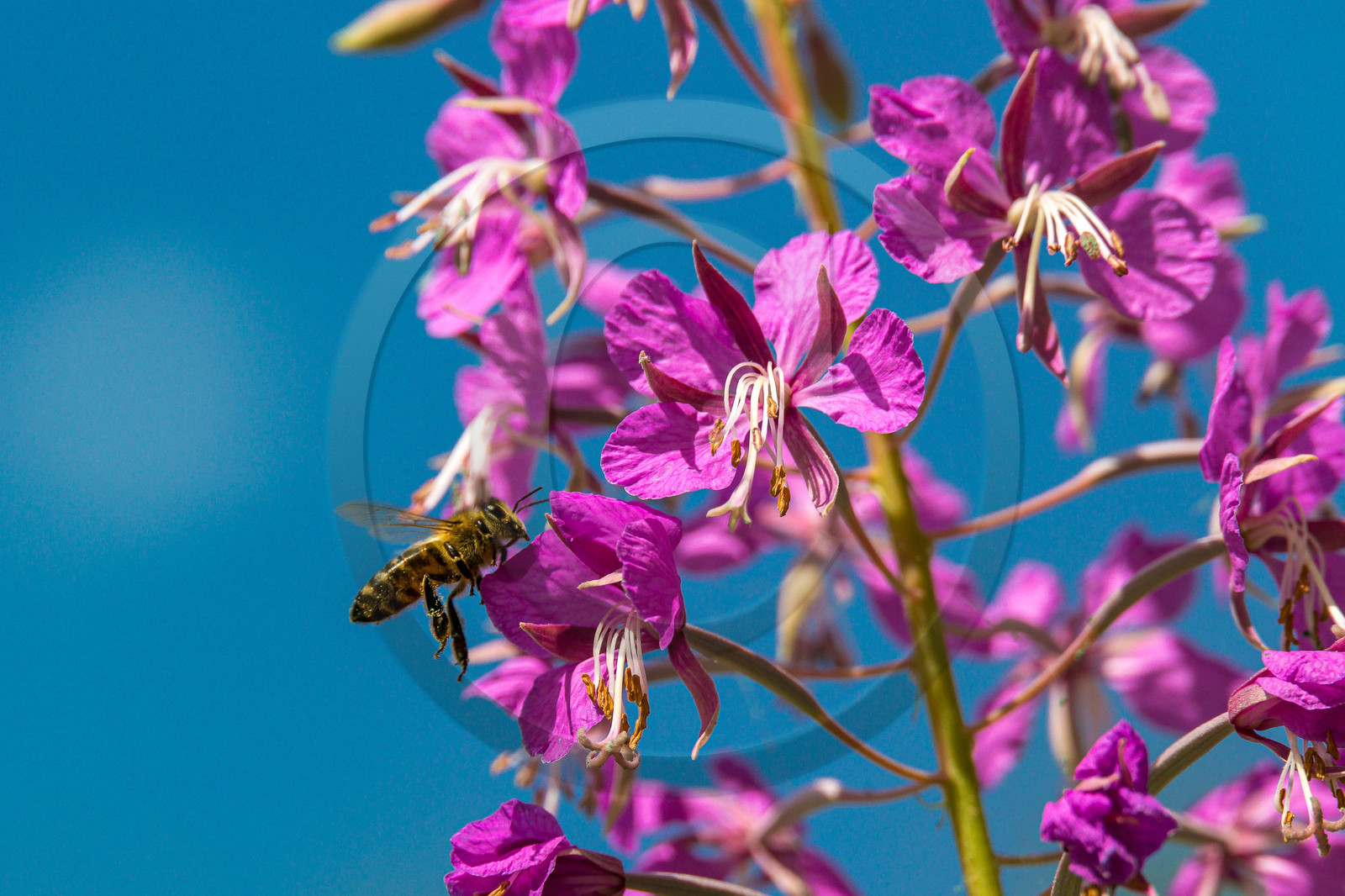 Miellerie de Serre Chevalier