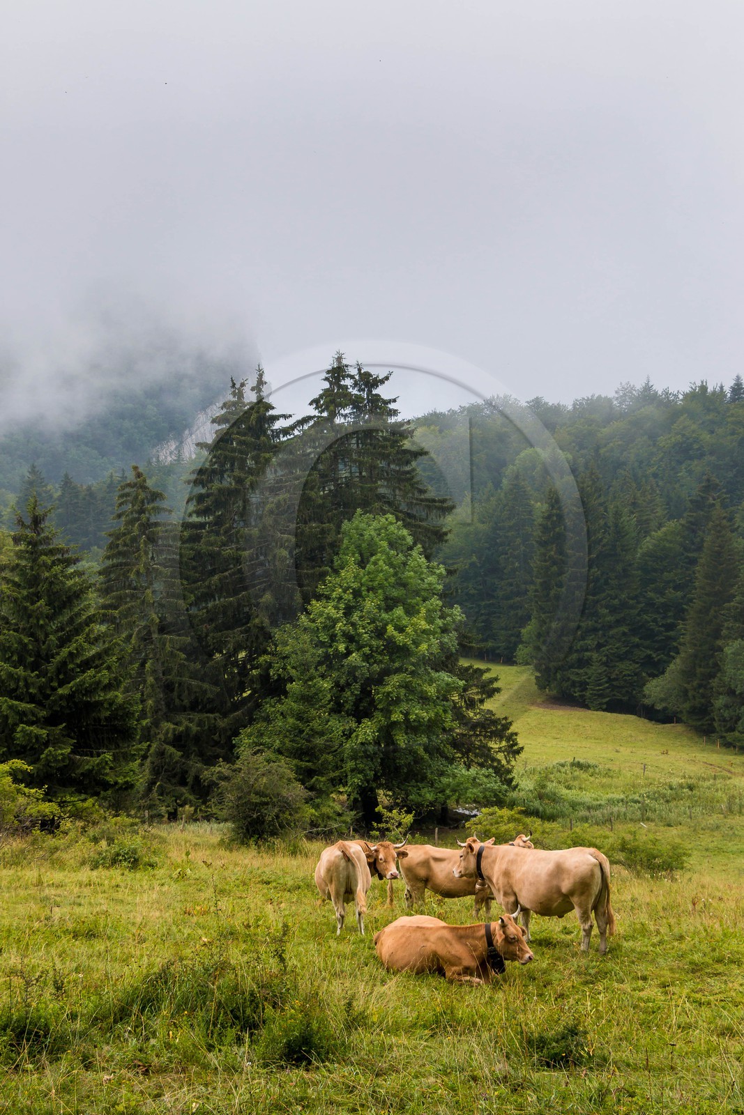 ENS de l'Isère, Les Ecouges, race bovine du Vercors la vilarde