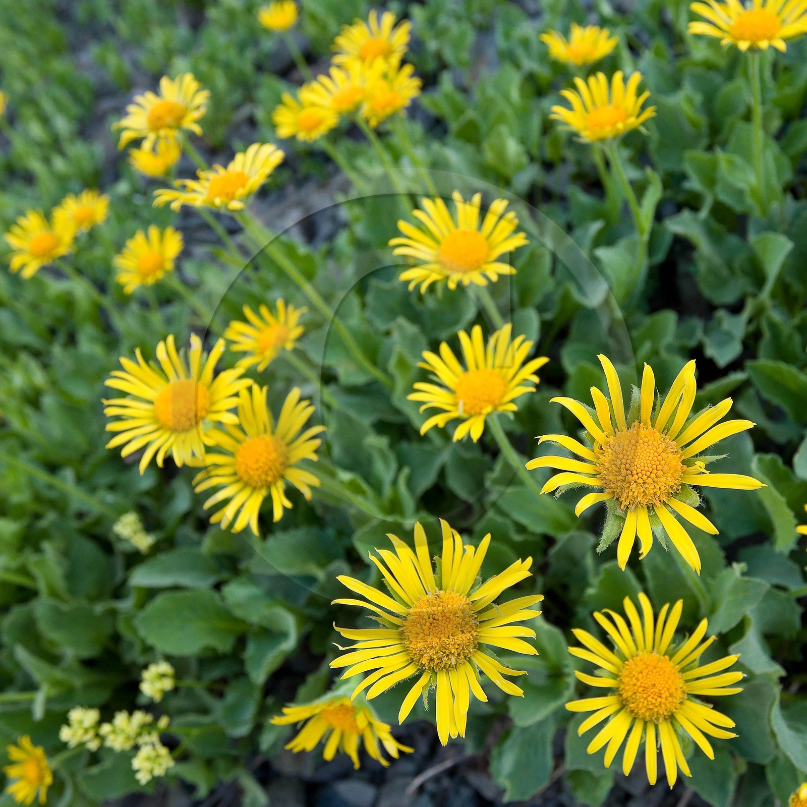 Doronic à grandes fleurs, Doronicum grandiflorum