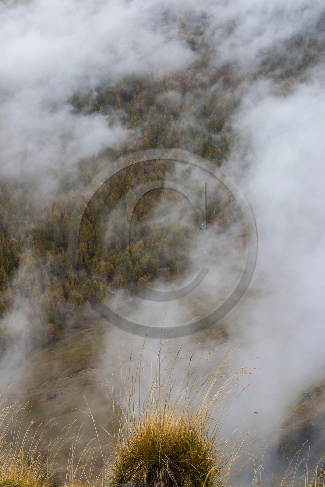 Vallée de la Tinée, mélezein