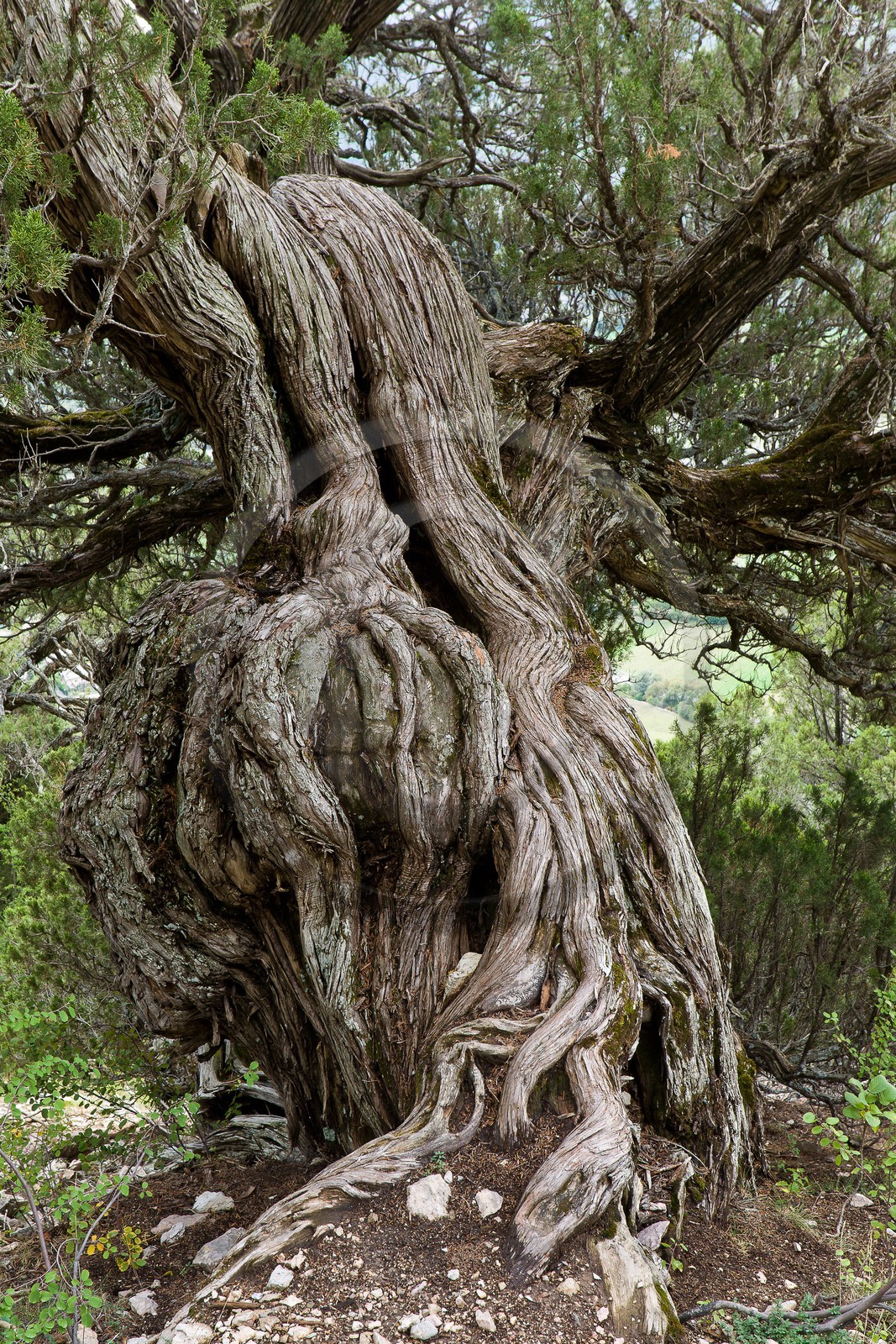Thurifaie de St Crépin