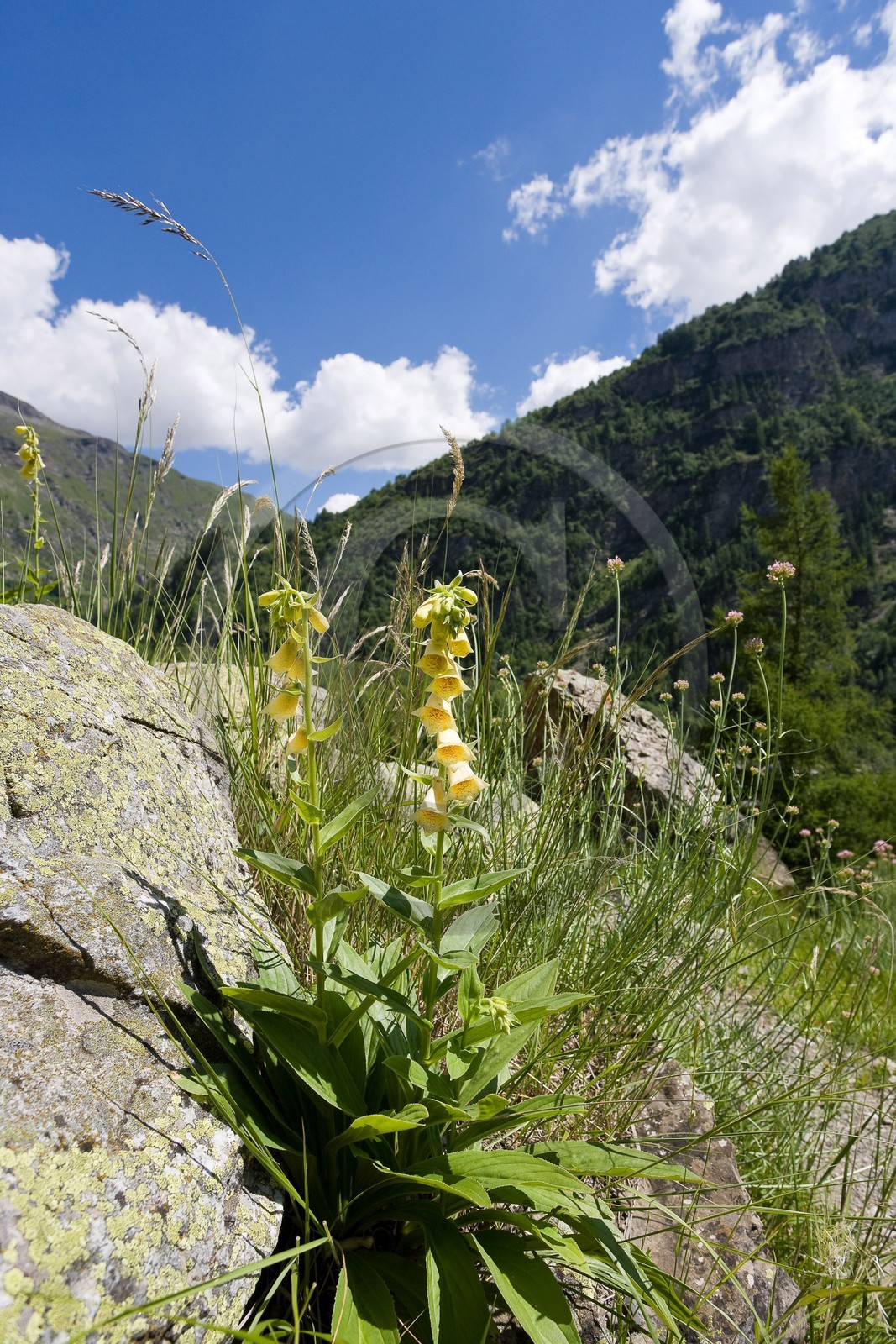 Digitale Jaune, Digitalis lutea