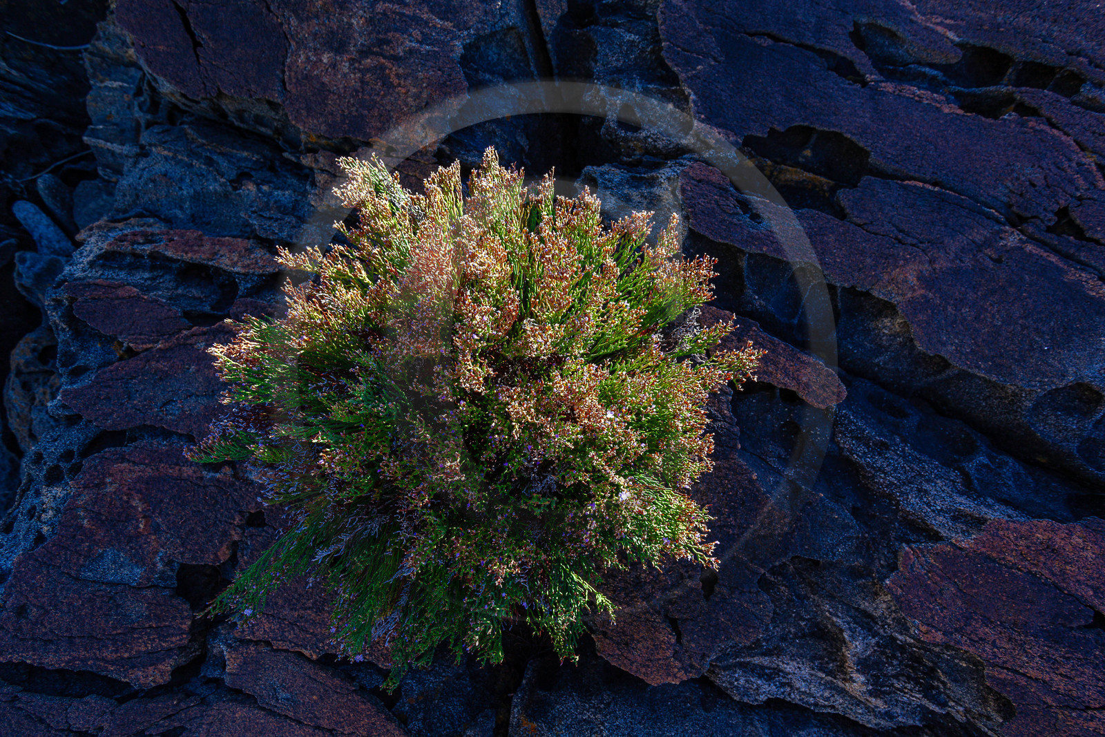 Belvédère-Campomoro, flore