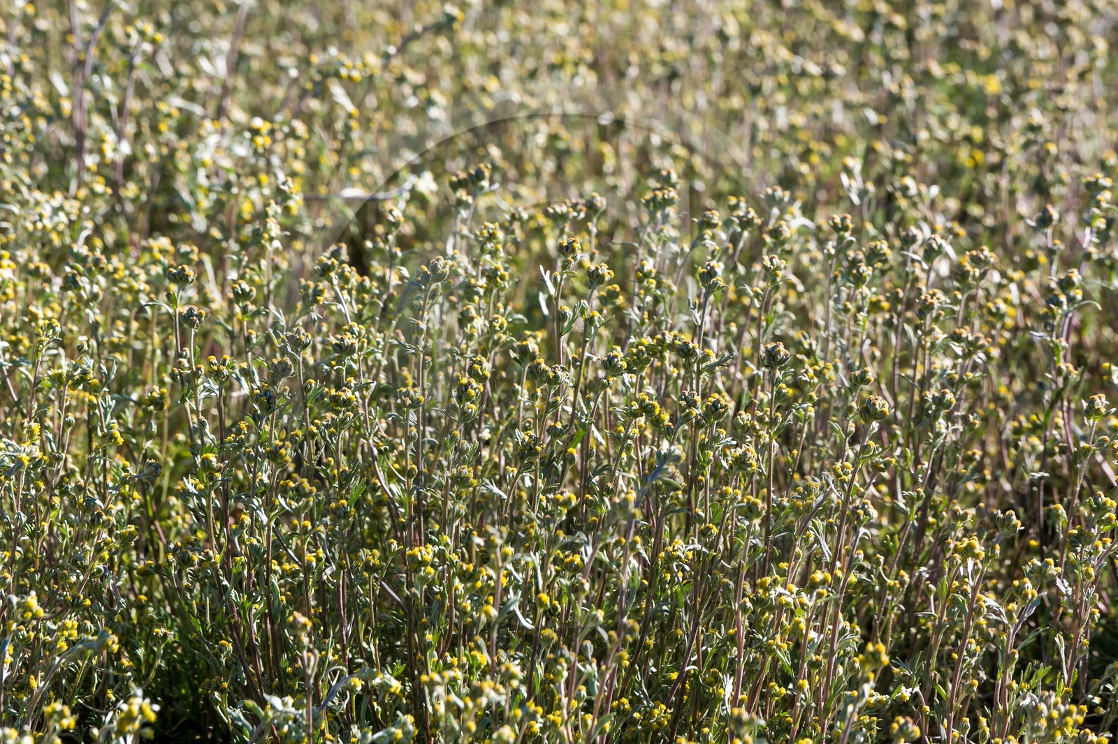 Orcières 1850, Bruno Gonnon agriculteur bio de génépi