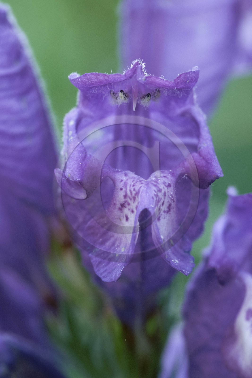 Dracocéphale d'Autriche, Dracocephalum austriacum