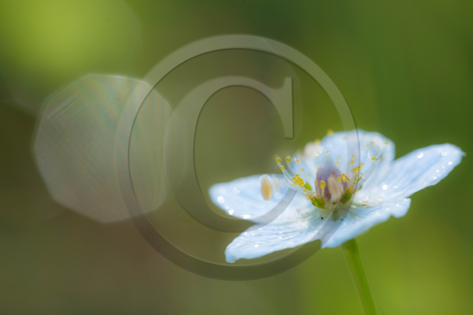 ENS de l'Isère,Tourbières du Peuil