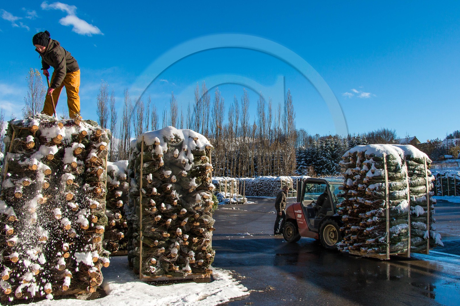 Pépinière Robin, producteur de sapin de Noël