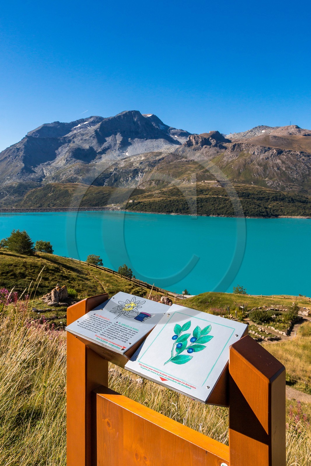 Jardin alpin du Mont-Cenis