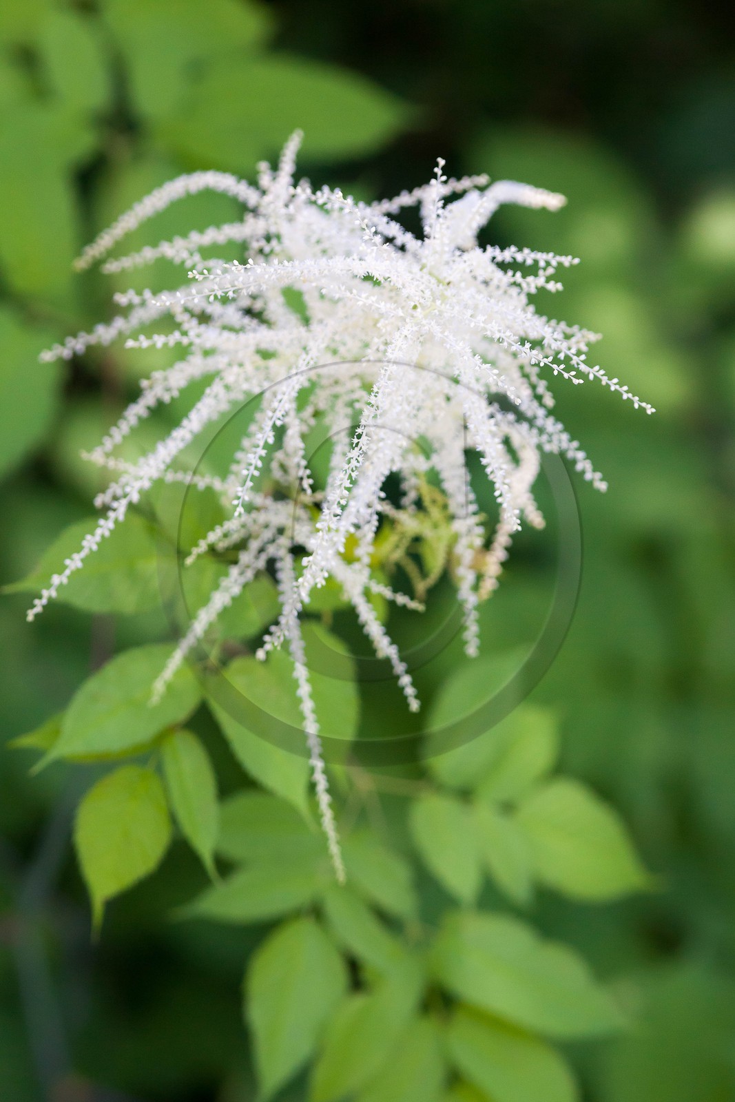 Barbe de bouc, Aruncus dioicus