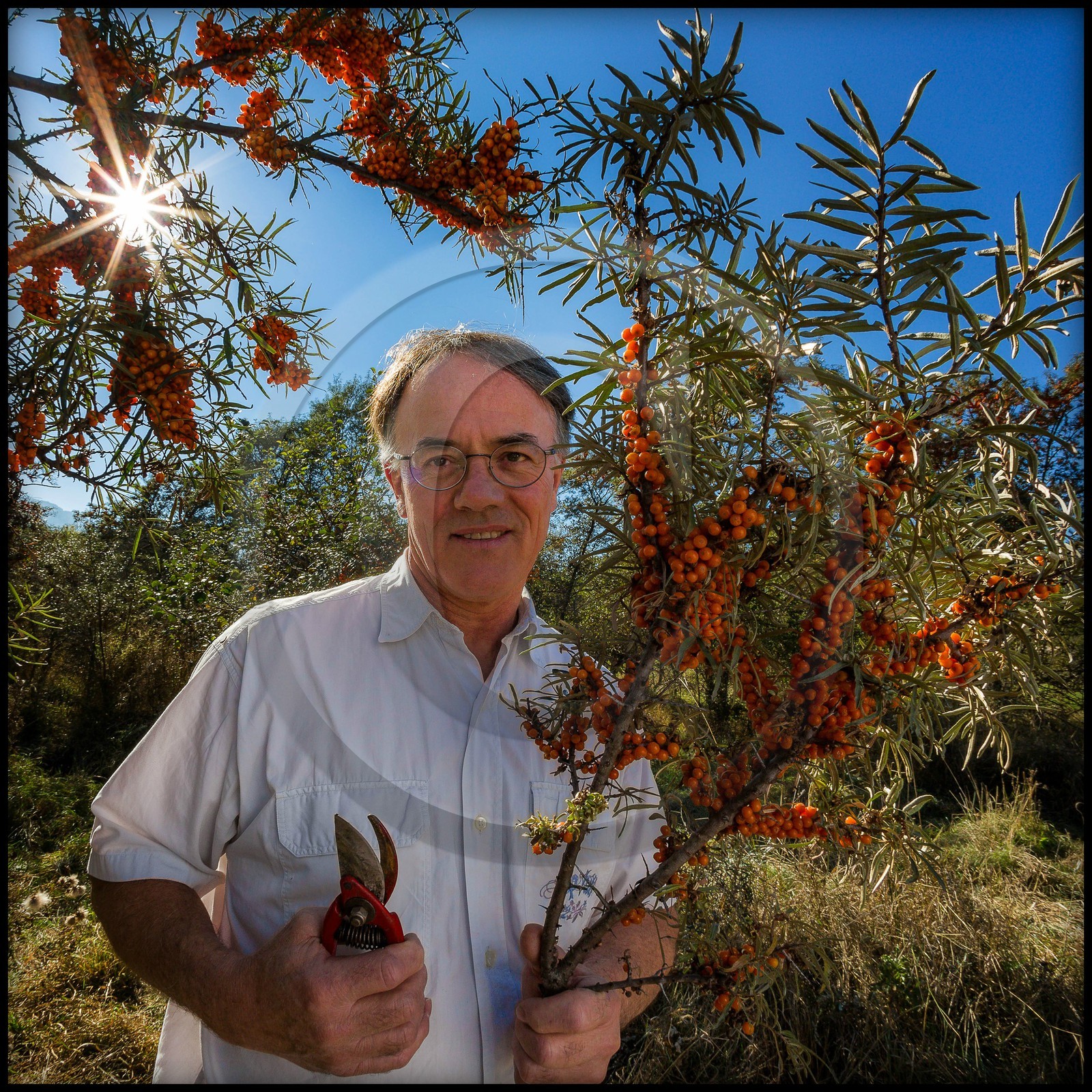 Altiflore, Jean-François Gonfard