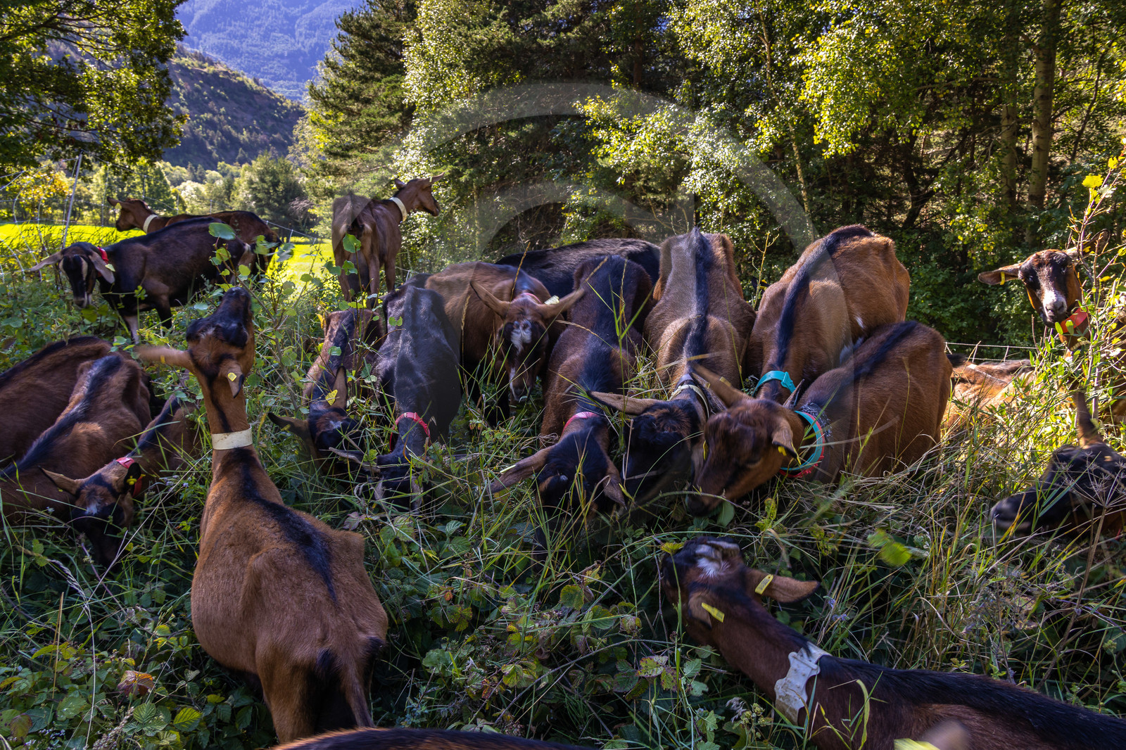 Gaec La Ferme des Ecrins