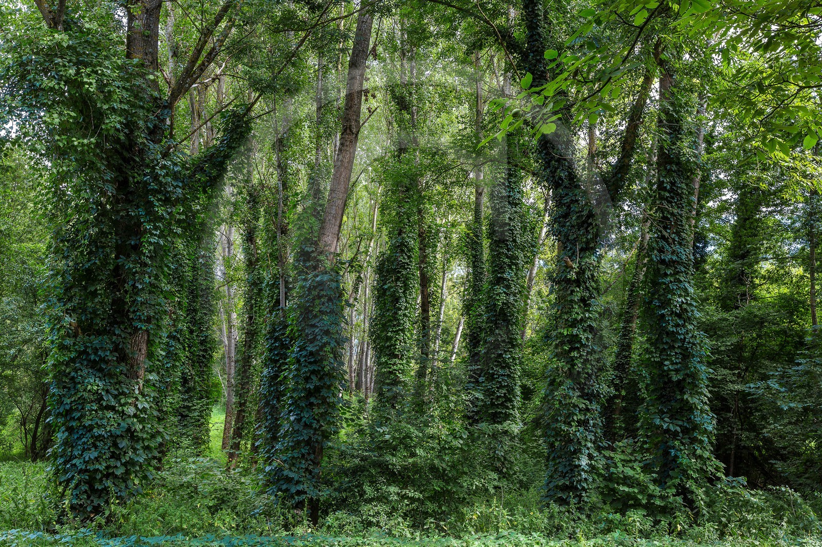 ENS de l'Isère, Boucle des Moïles