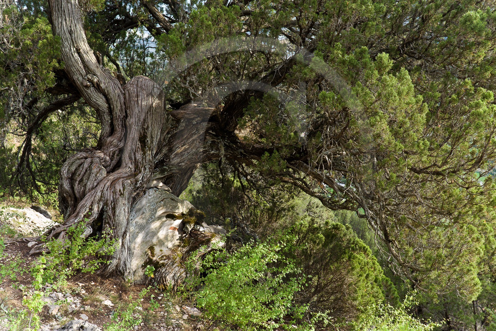 Thurifaie de St Crépin